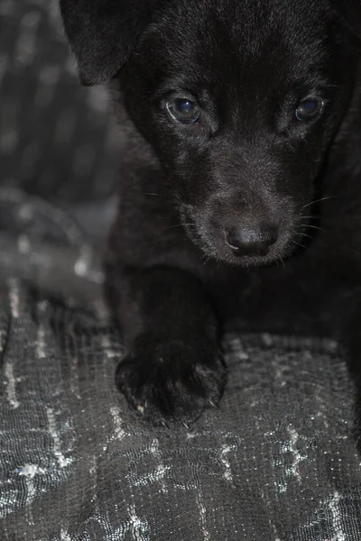 一个可爱的黑色小Patterdale Terrier用它的无辜的眼睛看着摄像机 — 图库照片