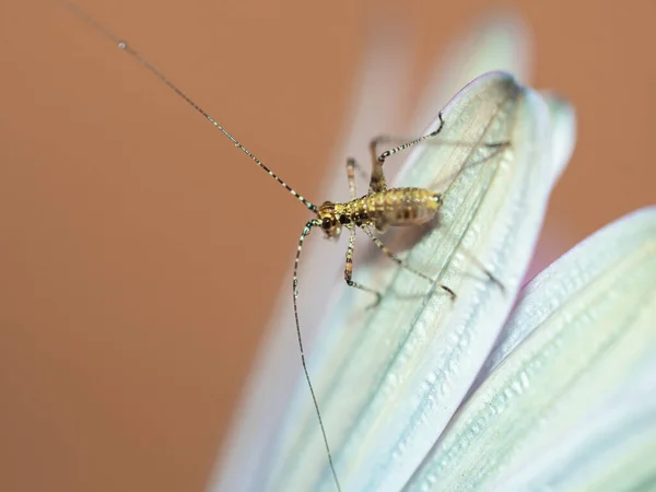 Egy Lapos Fejű Mayfly Egy Fehér Virágon — Stock Fotó