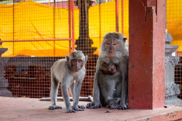 Urocze Małpy Klatce Zoo — Zdjęcie stockowe