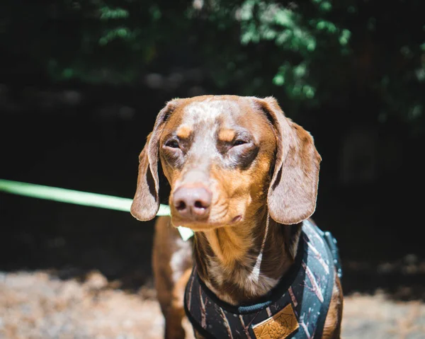 屋外のペットのアヒルの犬のクローズアップショット — ストック写真