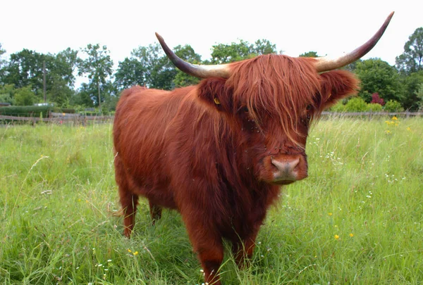 Bei Bovini Altopiano Dai Capelli Lunghi Sul Pascolo — Foto Stock