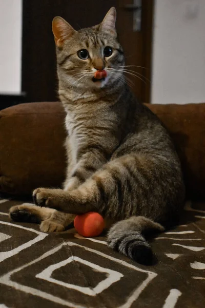 Eine Lustige Katze Spielt Drinnen Mit Einem Ball — Stockfoto