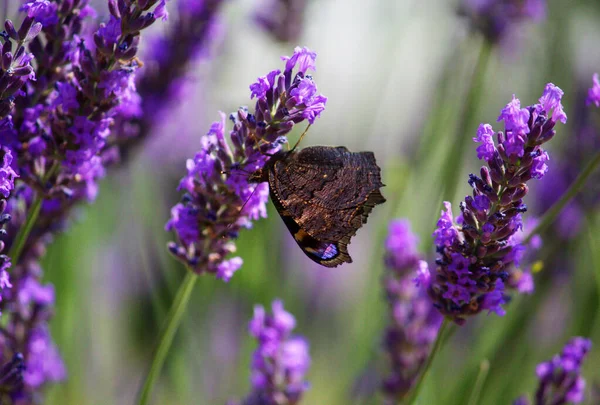 Μια Μακρο Φωτογραφία Μιας Πεταλούδας Παγώνι Στο Ανθοφόρο Φυτό Λεβάντας — Φωτογραφία Αρχείου