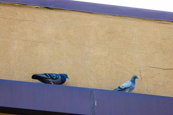 屋根の上に立つ鳩の美しい景色 — ストック写真