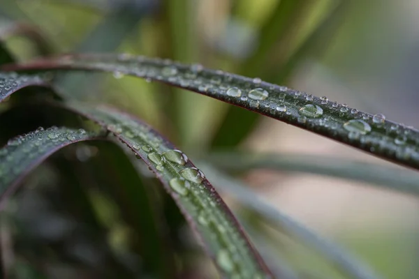 빗방울이 클로즈업 — 스톡 사진