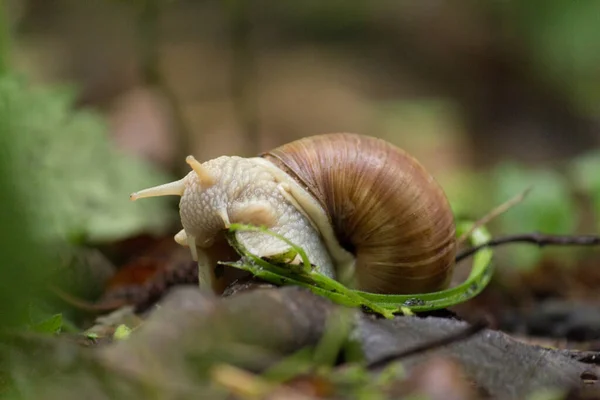 Grund Fokus Närbild Bild Damm Snigel Vildmarken — Stockfoto