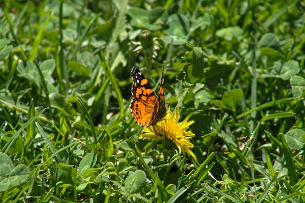 Ein Oranger Schmetterling Auf Einer Blume Gras — Stockfoto