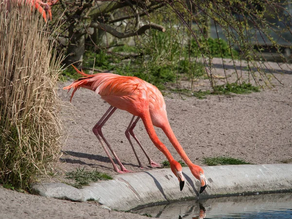 Egy Gyönyörű Kilátás Két Flamingó Ivóvíz Egy Tóban — Stock Fotó