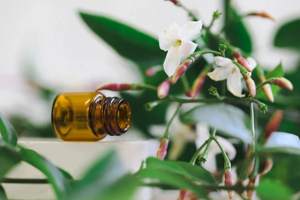 Primer Plano Botellas Vacías Una Planta Flor Como Decoración —  Fotos de Stock