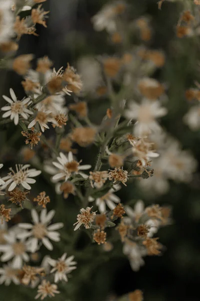 Μια Κάθετη Λήψη Από Αποξηραμένα Calico Aster Λουλούδια Ένα Πεδίο — Φωτογραφία Αρχείου