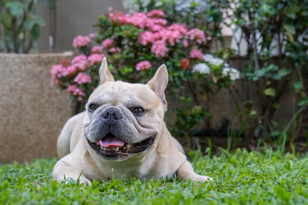 Söt Grädde French Bulldog Ligger Utomhus — Stockfoto