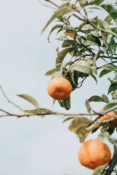 Egy Függőleges Lövés Érlelő Mandarin — Stock Fotó