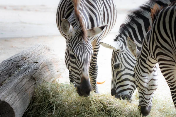 Close Grupo Zebras Pastando — Fotografia de Stock