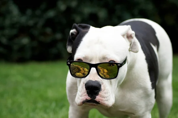 Bulldog Americano Blanco Con Gafas Sol —  Fotos de Stock