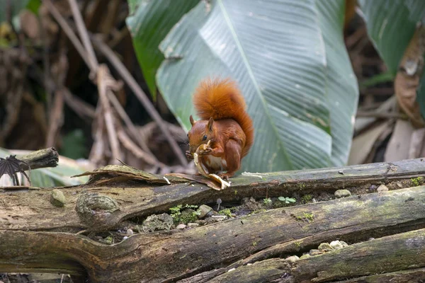 Una Adorable Ardilla Comiendo Parque Flora Tronco Árbol Bucaramanga Santander — Foto de Stock