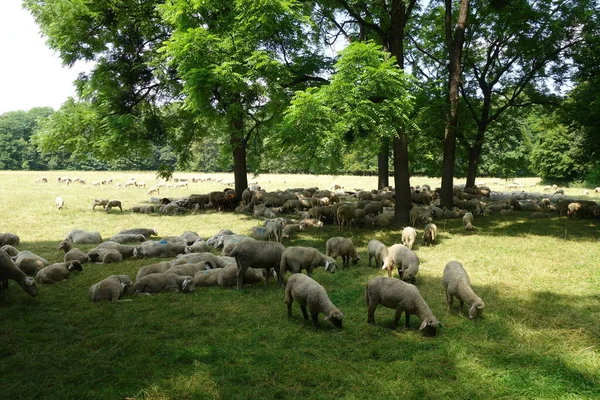 Fårhjord Som Betar Betesmarken — Stockfoto