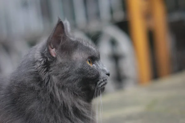 Gros Plan Chat Gris Mignon — Photo