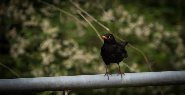 チューブ上の黒いカラスのクローズアップショット — ストック写真