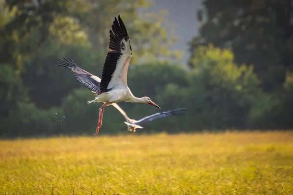 Selective Focus Shot Stork Flying Field — Stock Photo, Image