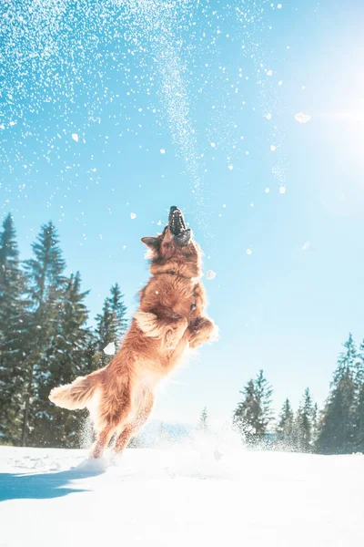 Вертикальный Снимок Милой Собаки Прыгающей Получить Снежинки Форели — стоковое фото