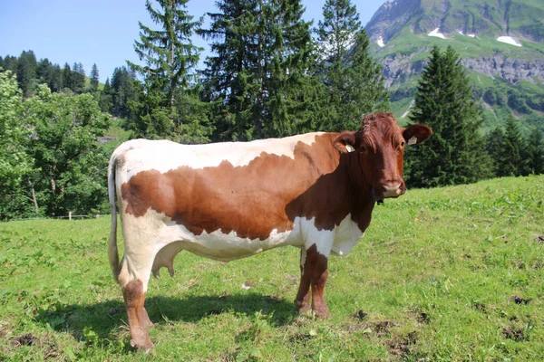 Shot Nature View Cow Grazing Green Field Sunlight — Stock Photo, Image