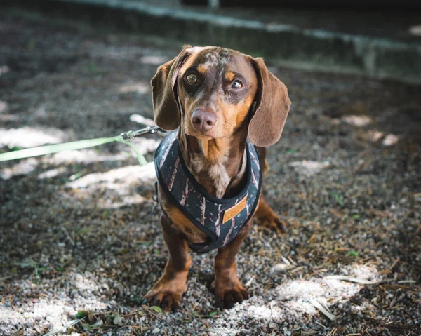 屋外のペットのアヒルの犬のクローズアップショット — ストック写真