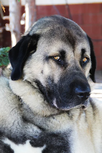 Ett Porträtt Bedårande Anatolisk Herdehund — Stockfoto