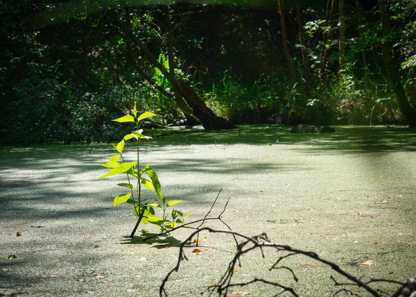 绿树在阳光下混凝土表面上有树枝的绿色植物 — 图库照片