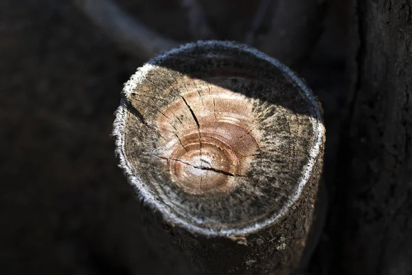 Närbild Årliga Ringar Ett Träd Klippt — Stockfoto