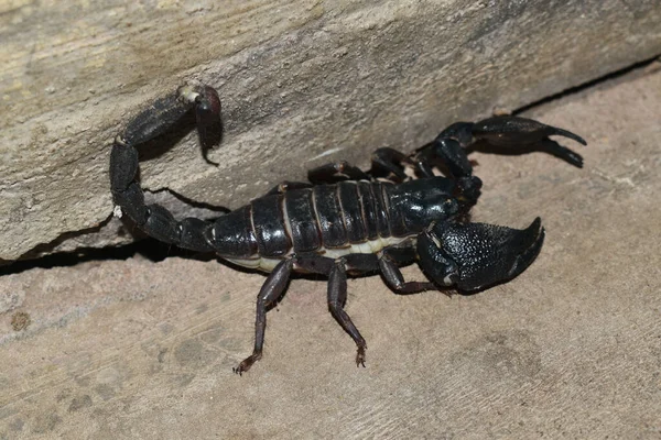 Närbild Afrikansk Svart Skarpion — Stockfoto