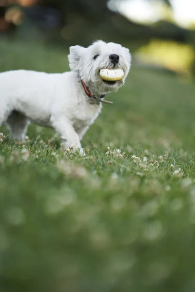 Vertical Shot Adorable White Terrier Dog Field Holding Toy Its — Stock Photo, Image