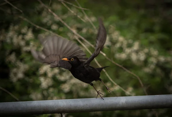 Tiro Perto Corvo Preto Voador — Fotografia de Stock