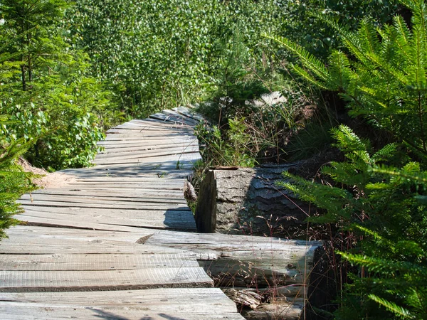 Ein Malerischer Blick Auf Den Holzweg Inmitten Von Gras — Stockfoto