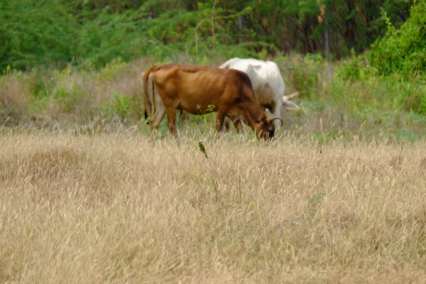 Campo Com Vacas Durante Dia — Fotografia de Stock
