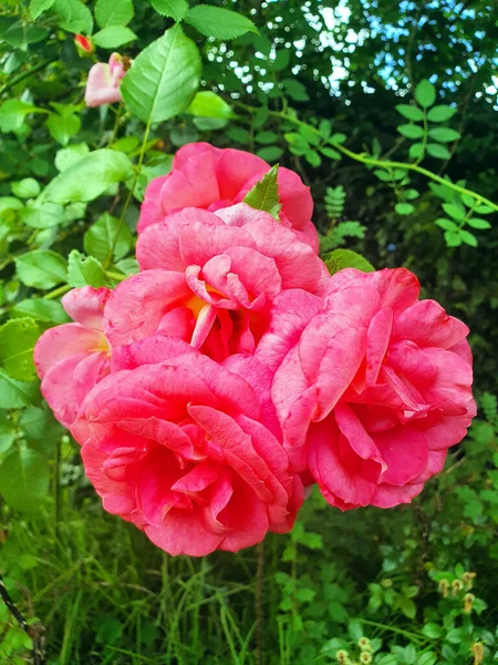 Close Monte Belas Rosas Rosa Florescendo Jardim Contra Vegetação Grossa — Fotografia de Stock