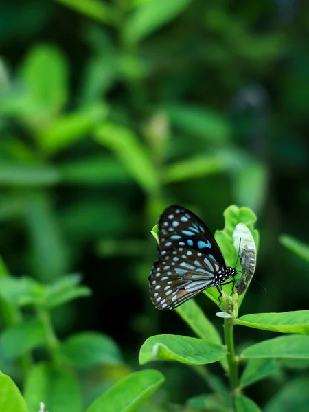 Plan Vertical Papillon Noir Bleu Sur Une Plante Verte — Photo
