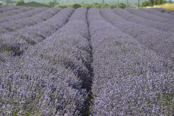 Uma Bela Vista Das Flores Lavanda Floridas Campo Planalto Albion — Fotografia de Stock