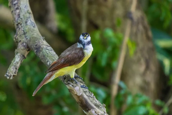 Selektivní Zaměření Velkého Kiskadee Sedícího Větvi Stromu Divočině — Stock fotografie