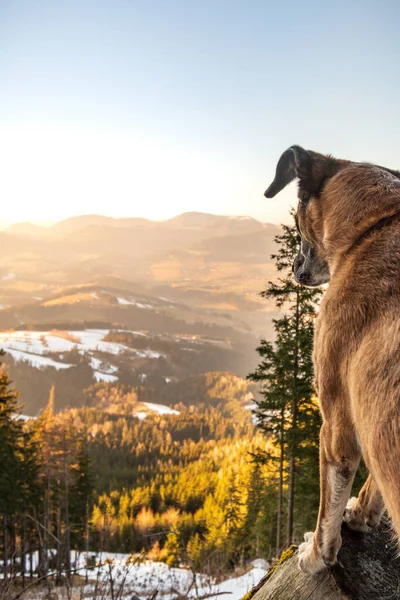 Вертикальный Снимок Собаки Стоящей Скале Видом Заснеженный Лес — стоковое фото