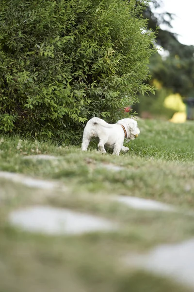 Vertical Shot Adorable White Terrier Dog Walking Field Green Grass — Stock Photo, Image