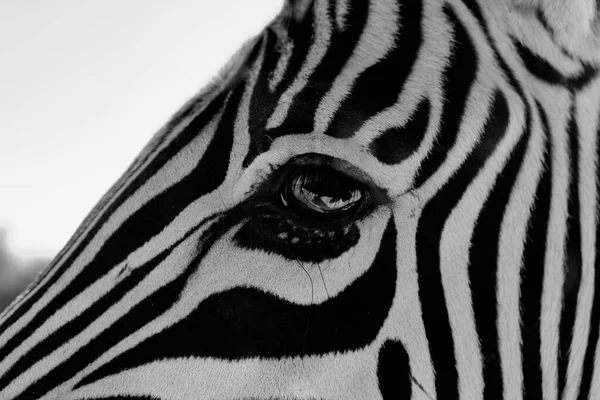 Een Close Van Het Gezicht Van Een Prachtige Zebra Met — Stockfoto
