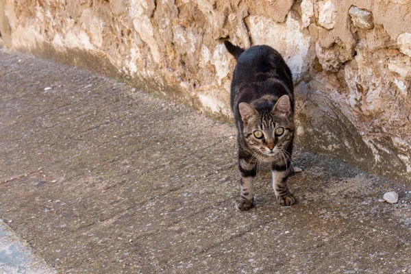 カメラを見ている石の壁の横のレンガの床の上に黒い猫が立っている — ストック写真