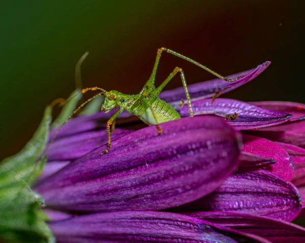 紫色花朵上一只绿色蚱蜢的特写镜头 — 图库照片