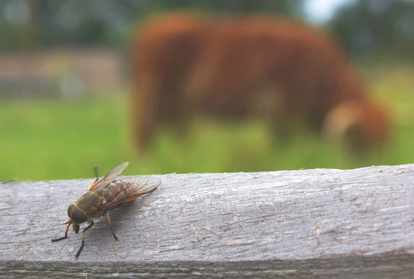 Plan Macro Une Abeille Sur Une Surface Bois — Photo