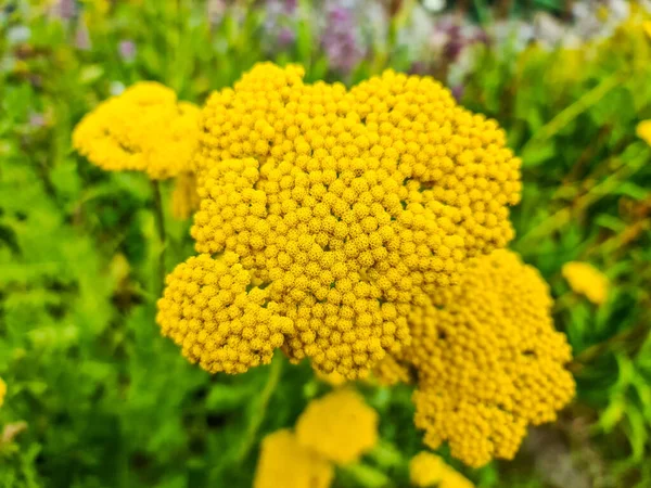 Bahçedeki Sarı Fernleaf Yarrow Çiçeklerinin Seçici Odak Noktası — Stok fotoğraf