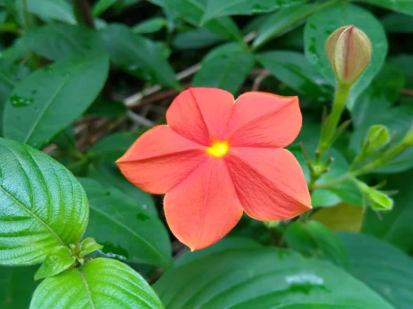 背景がぼやけている庭の赤いビンカの花のクローズアップ — ストック写真