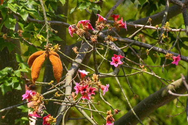 Una Messa Fuoco Selettiva Albero Fiore Con Fiori Rosa Una — Foto Stock