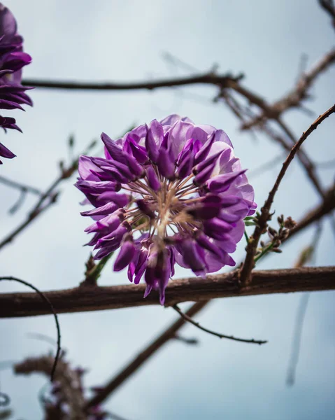 Eine Blühende Lila Blüte Auf Zweigen Vor Blauem Himmel — Stockfoto