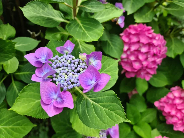 Uma Hortênsia Púrpura Florescendo Flores Jardim — Fotografia de Stock