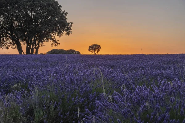 Sunset Lavender Field Summer — Stock Photo, Image